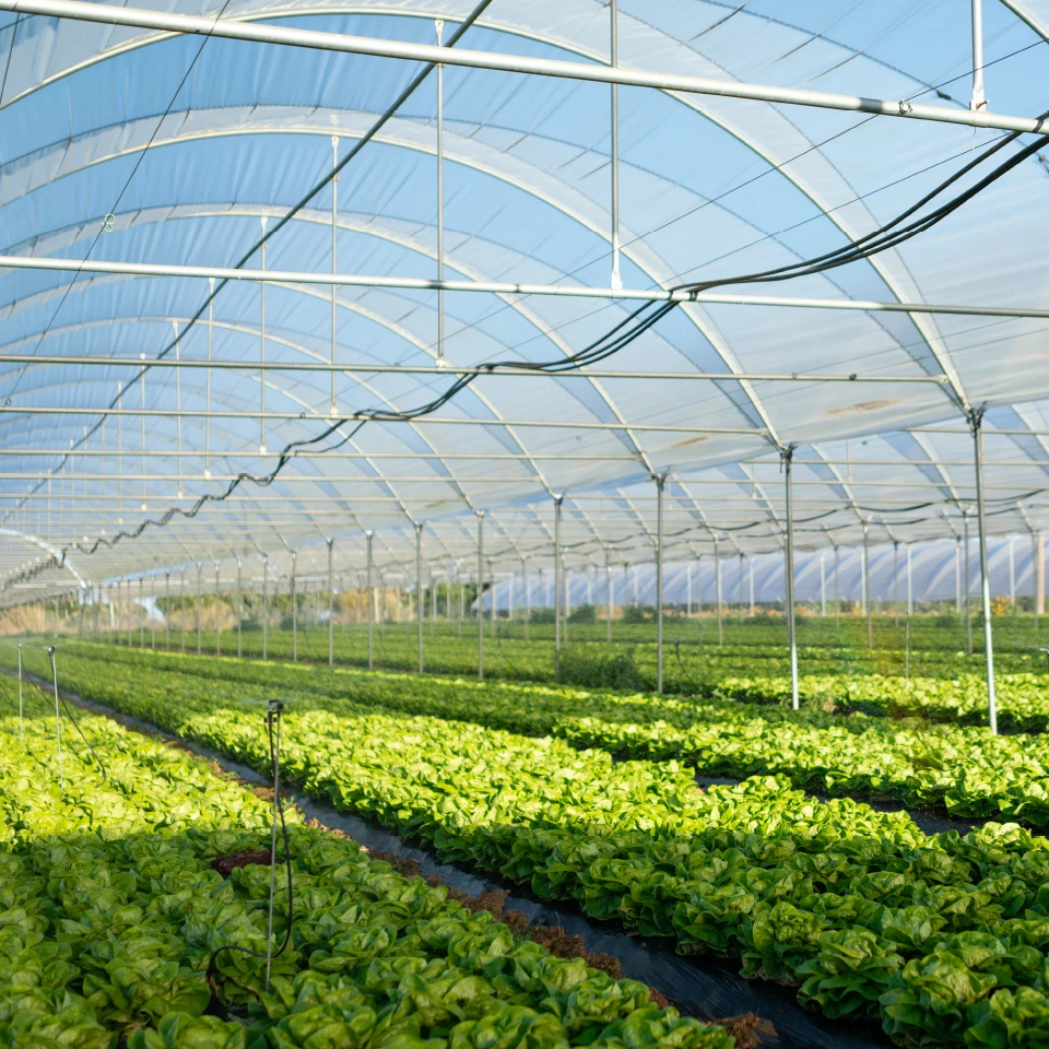 Intelligente Landwirtschaft Gewächshäuser